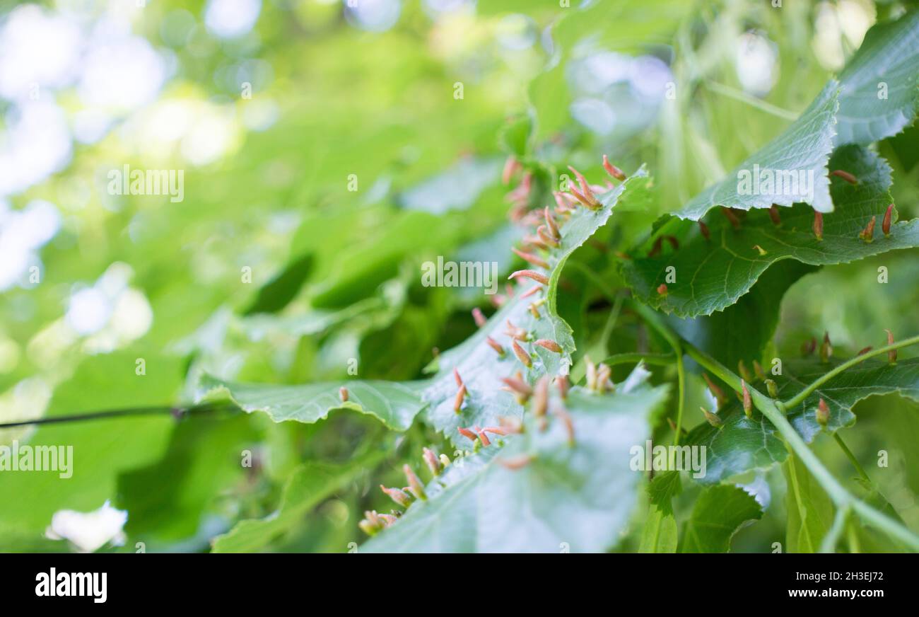 Lime leaves affected Linden gall mite Eriophyes tiliae Stock Photo