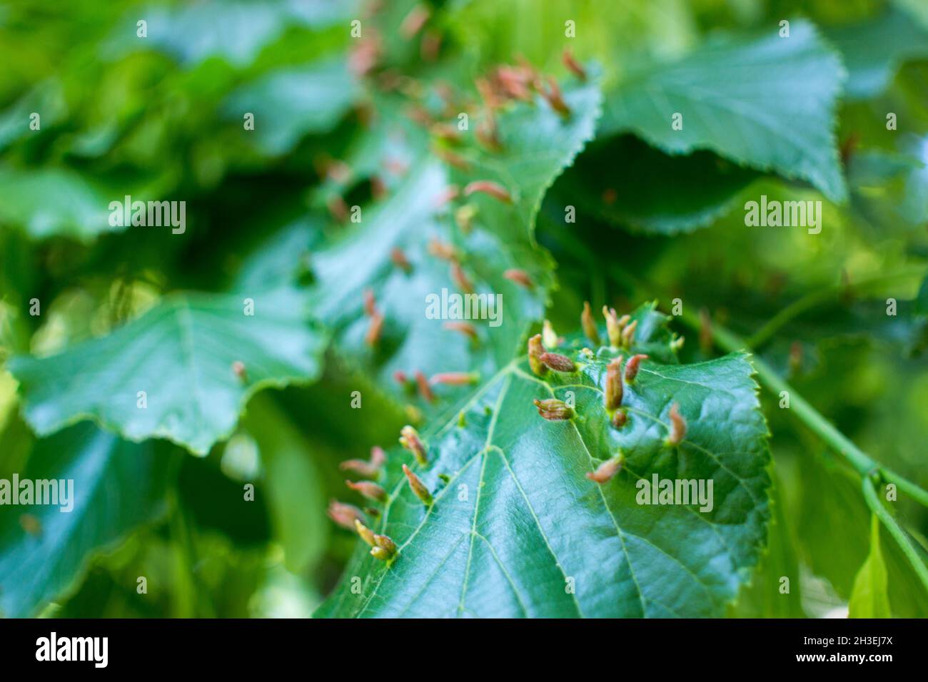 Lime leaves affected Linden gall mite Eriophyes tiliae Stock Photo