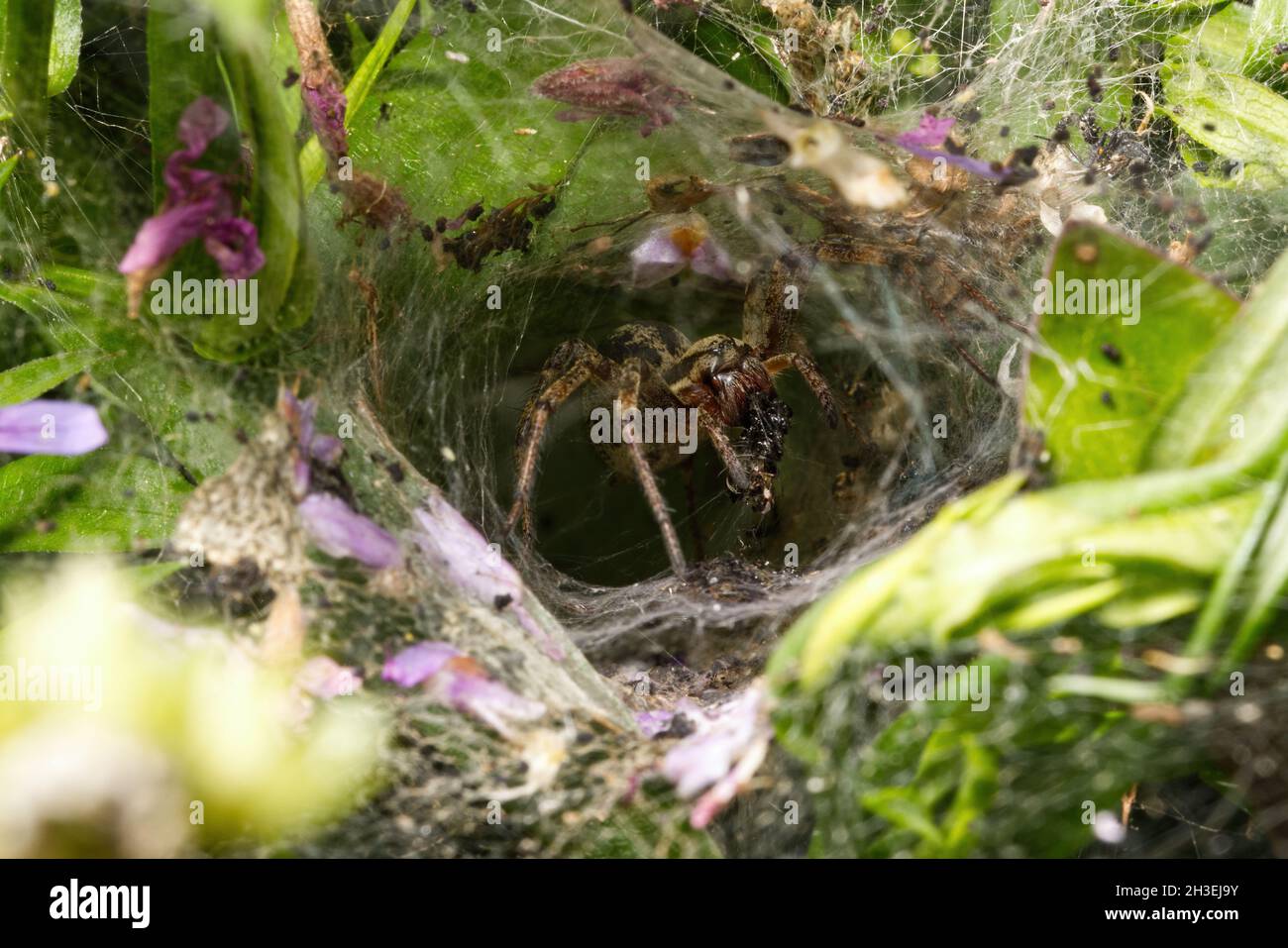 A labyrinth spider eating a prey item at the entrance to its funnel-shaped web, Essex, England Stock Photo