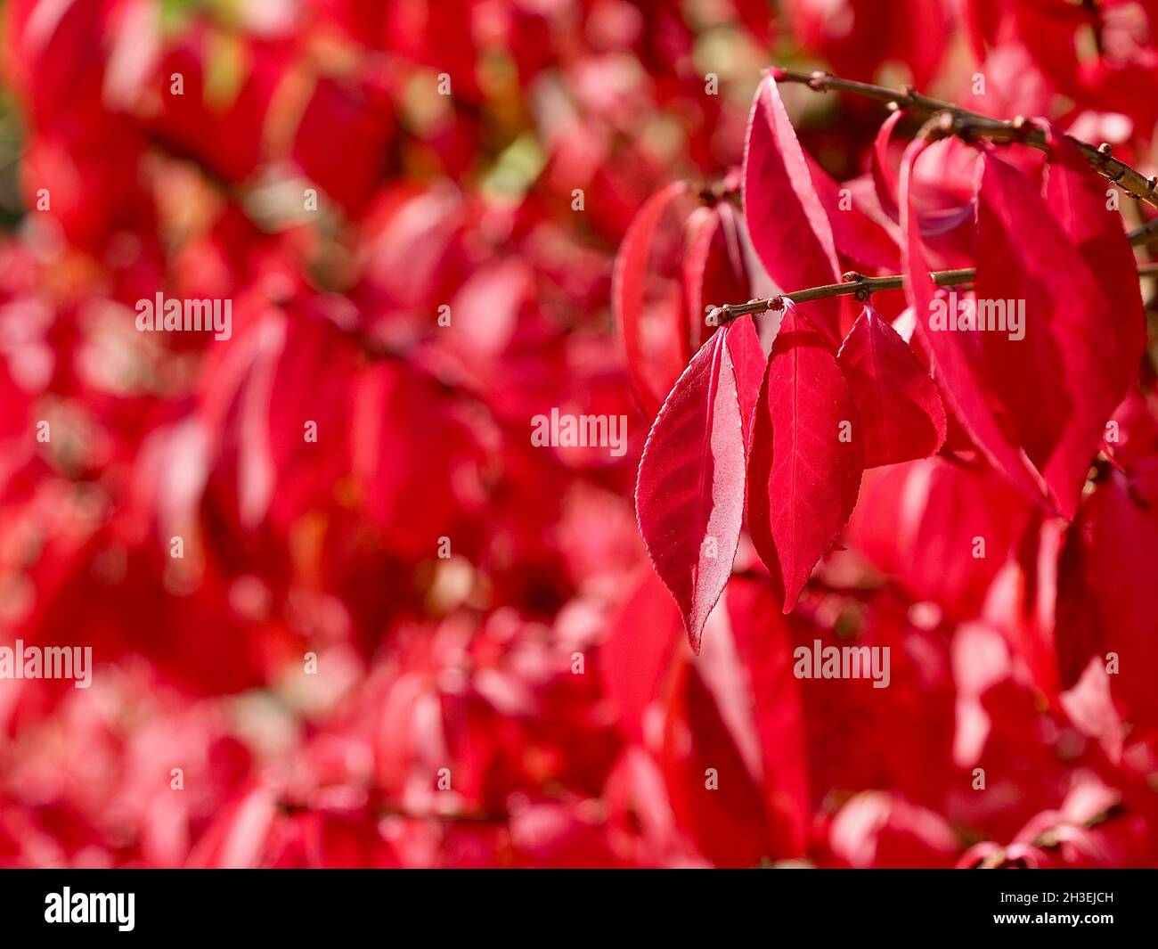 Beautiful red leafs of a burning bush tree Stock Photo