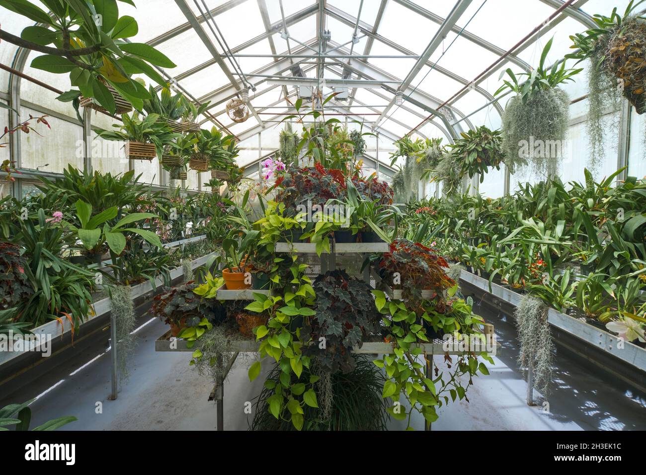 Tropical plants, including begonias, growing in the greenhouse. At Marjorie Merriweather Post's Hillwood Mansion, Museum, Estate and gardens in Washin Stock Photo