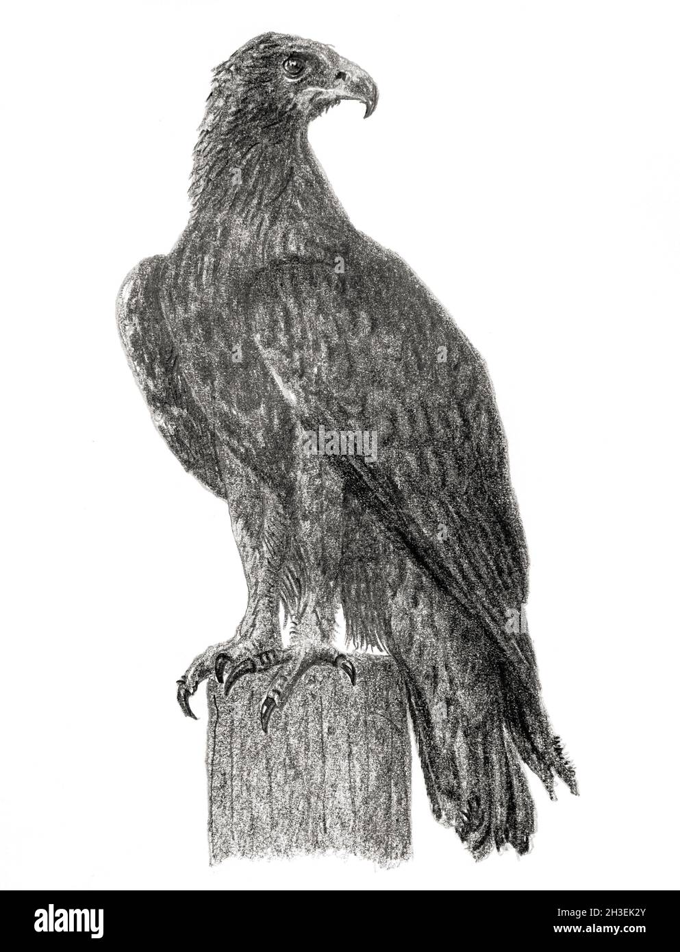 Golden eagle (Aquila chrysaetos) 2020, graphite pencil on paper Stock Photo