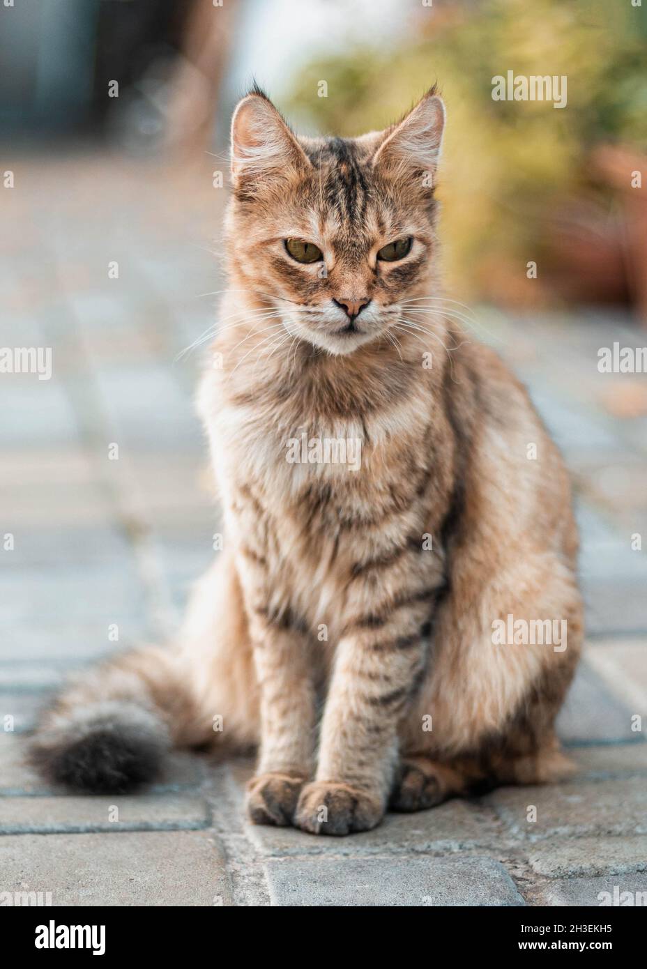Braun orange hi-res stock photography and images - Alamy