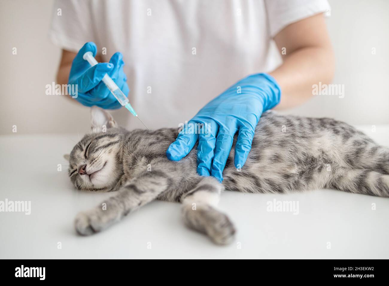 Veterinarian doctor or nurse in a medical rubber glove makes an injection with a medicine for the prevention of disease. Stock Photo