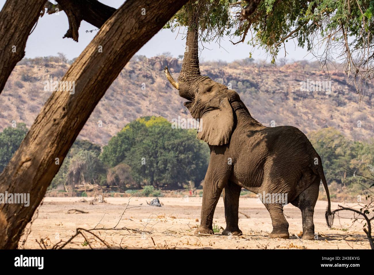Elephant reaching the leaves of a tree with its trunk Stock Photo - Alamy