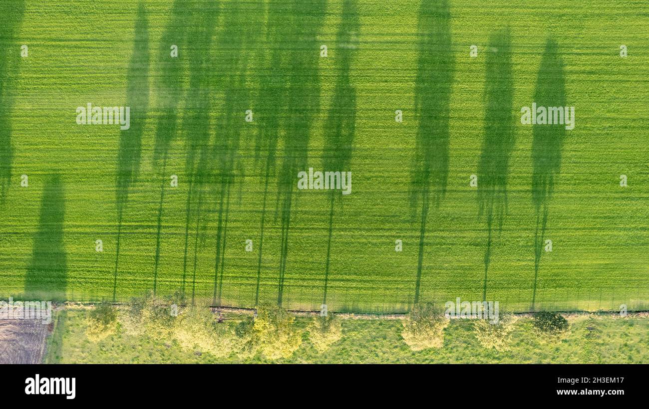 Drone looking down on single tree in cropland casting long shadow with ...