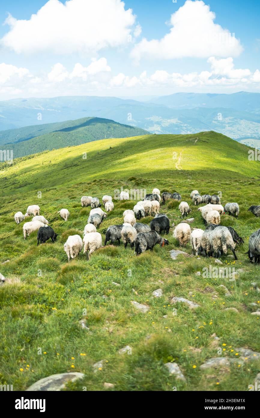 Herd of sheep in the mountains. A flock of sheep pasturing and walking ...