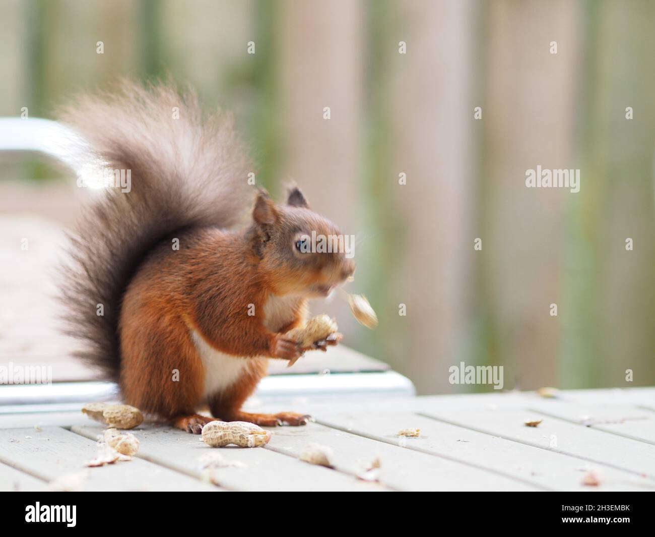 Red Squirrel Lake District Feeding Eating Running Playing Stock Photo