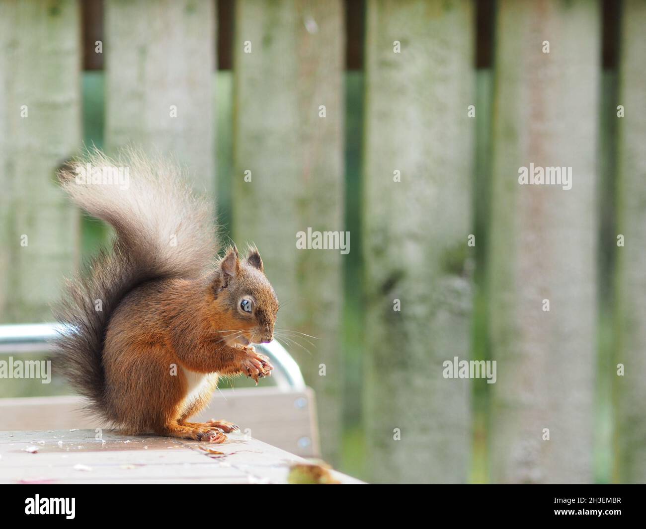 Red Squirrel Lake District Feeding Eating Running Playing Stock Photo