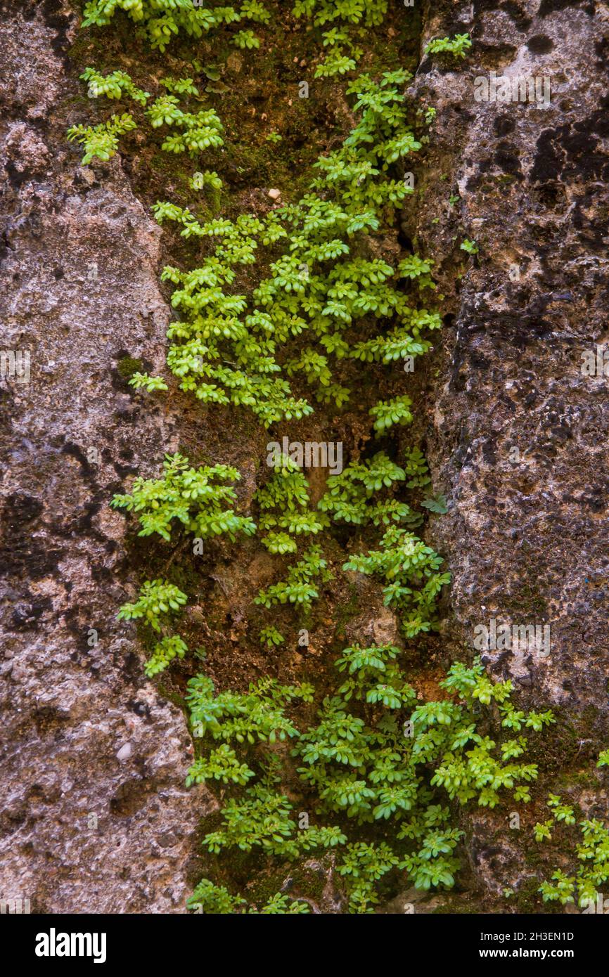 Vertical cover shot hi-res stock photography and images - Alamy