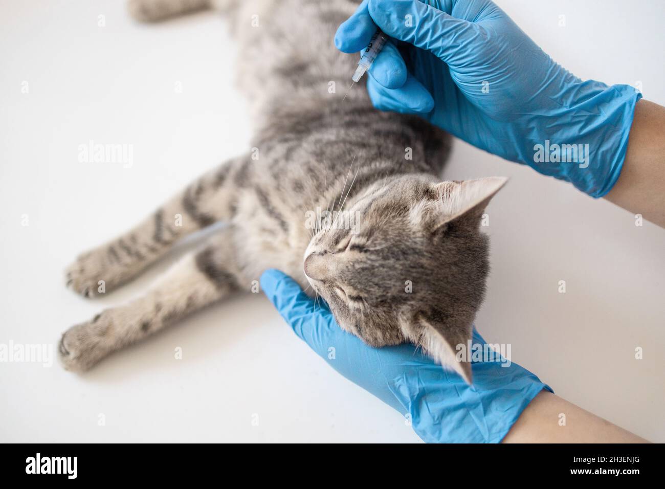 Veterinary doctor giving injection for kitten. Vaccination of animals. Domestic pet cat for examination in a vet clinic, hands of a veterinarian. Stock Photo