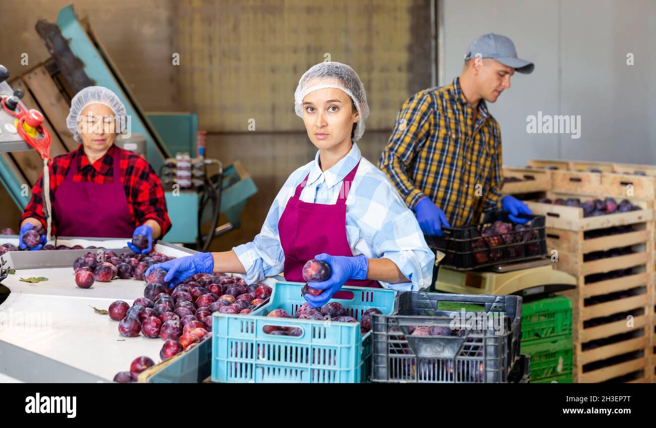 Female sorting plums at farm warehouse Stock Photo