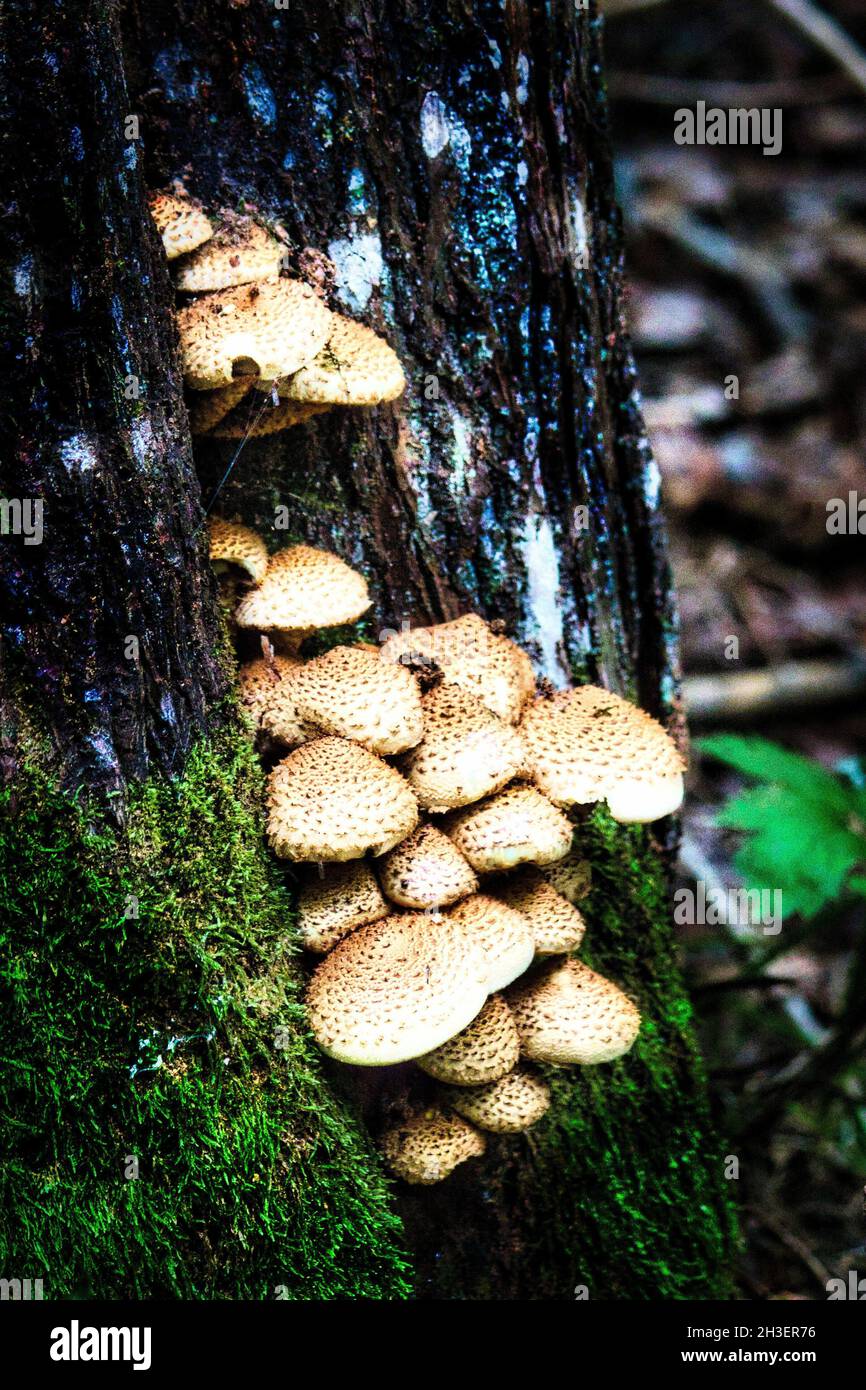 Vertical shot of fungus on a tree in a park Stock Photo - Alamy
