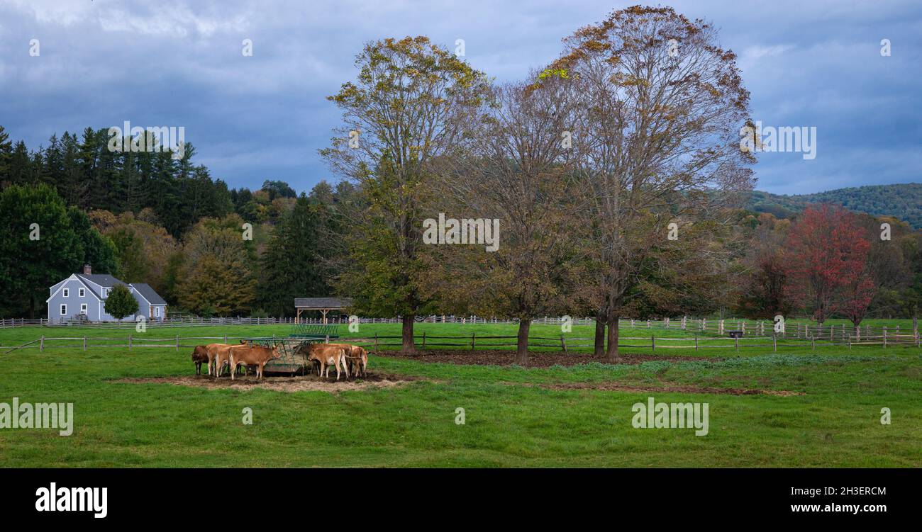 Dairy cows grazing grass at farm field Stock Photo - Alamy