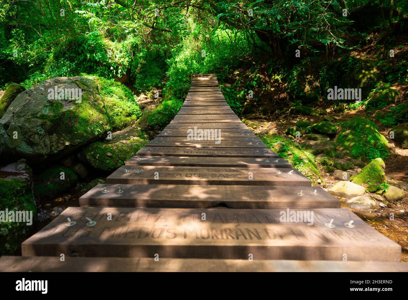 Wooden bridge in the forest Stock Photo - Alamy