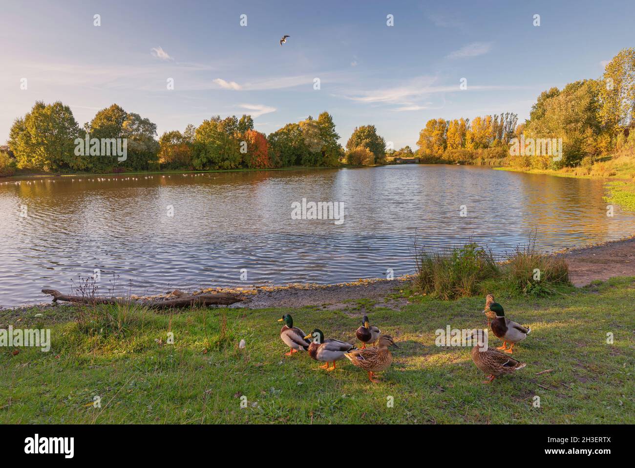 View of a lake where autumnal trees on the far bank are caught in the sunshine. Ducks gather on the bank and there is a blue sky above. Stock Photo