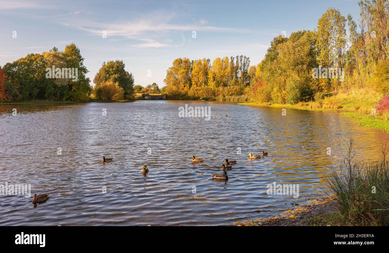 View of a lake where autumnal trees on the far bank are caught in the sunshine. Ducks gather on the bank and there is a blue sky above. Stock Photo