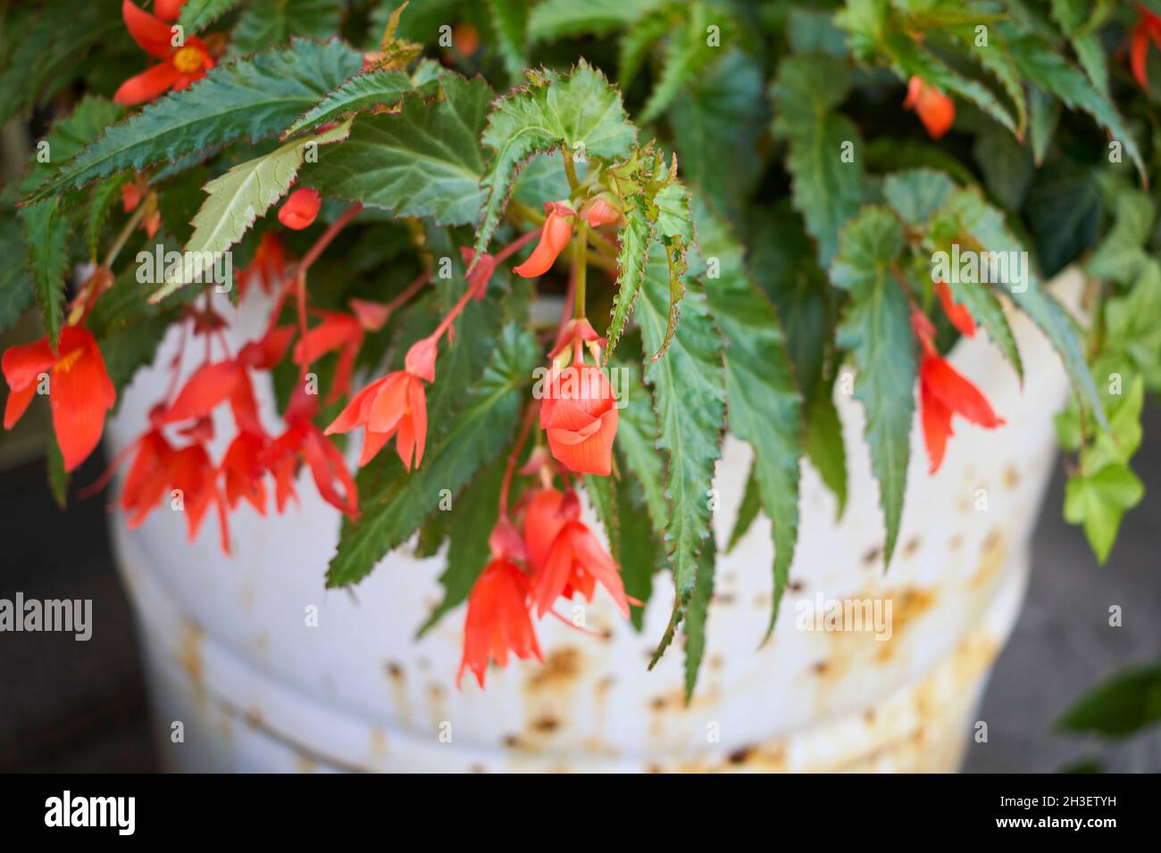 Begonia boliviensis in bloom Stock Photo