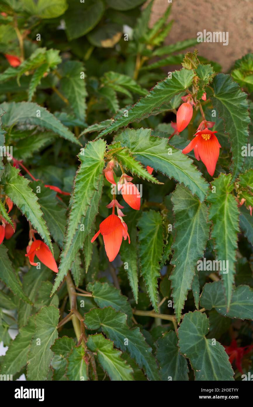 Begonia boliviensis in bloom Stock Photo