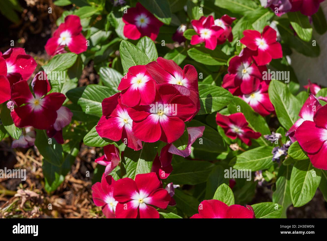 Catharanthus roseus in bloom Stock Photo
