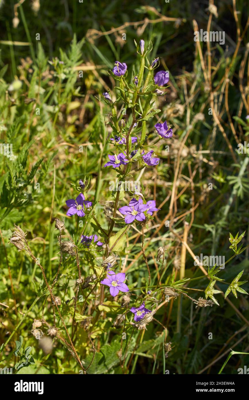 Legousia speculum veneris purple flowers Stock Photo
