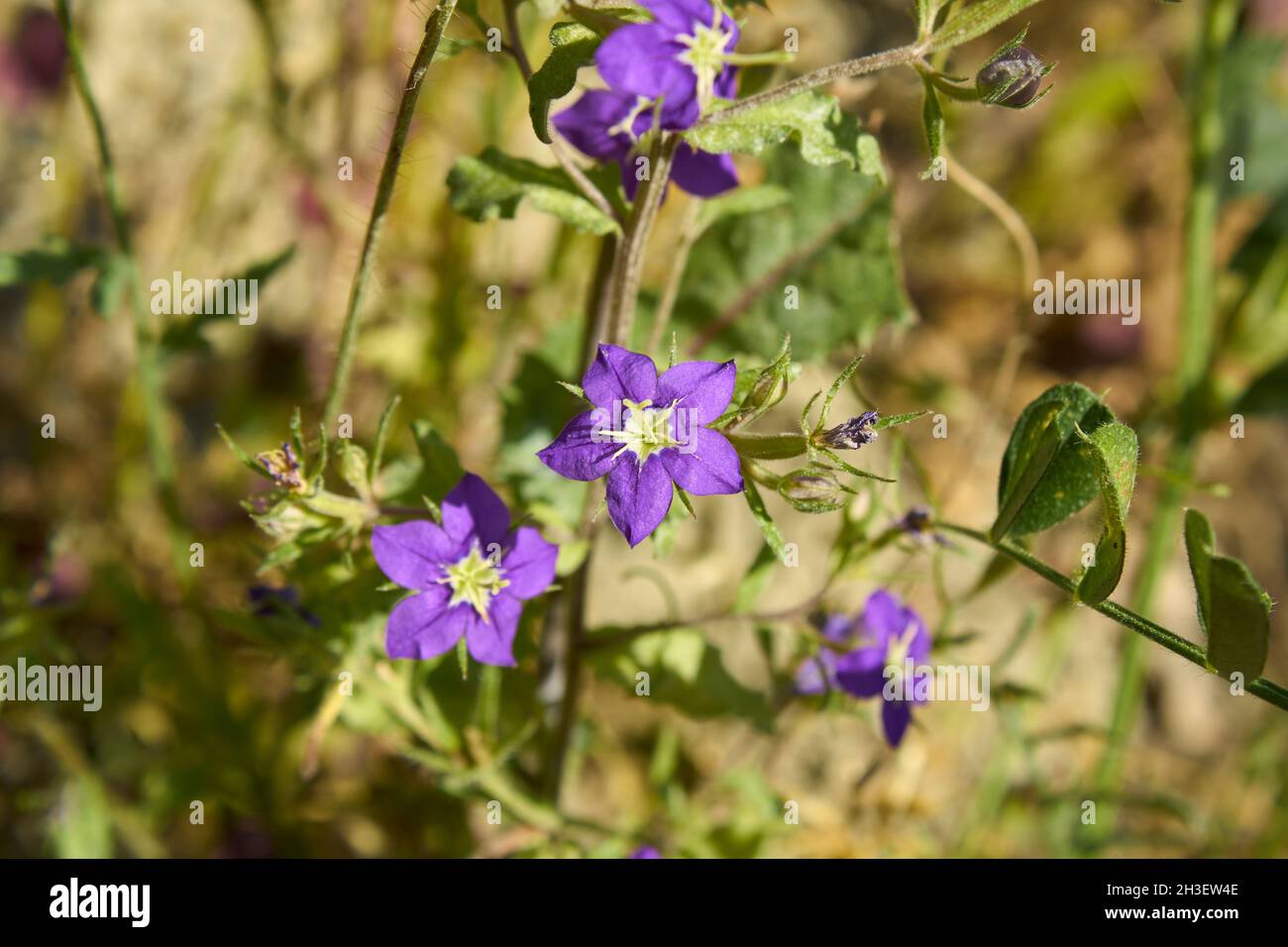 Legousia speculum veneris purple flowers Stock Photo