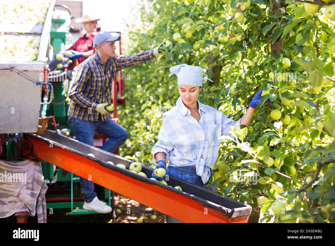 Farmers working on harvesting platform, picking apples Stock Photo