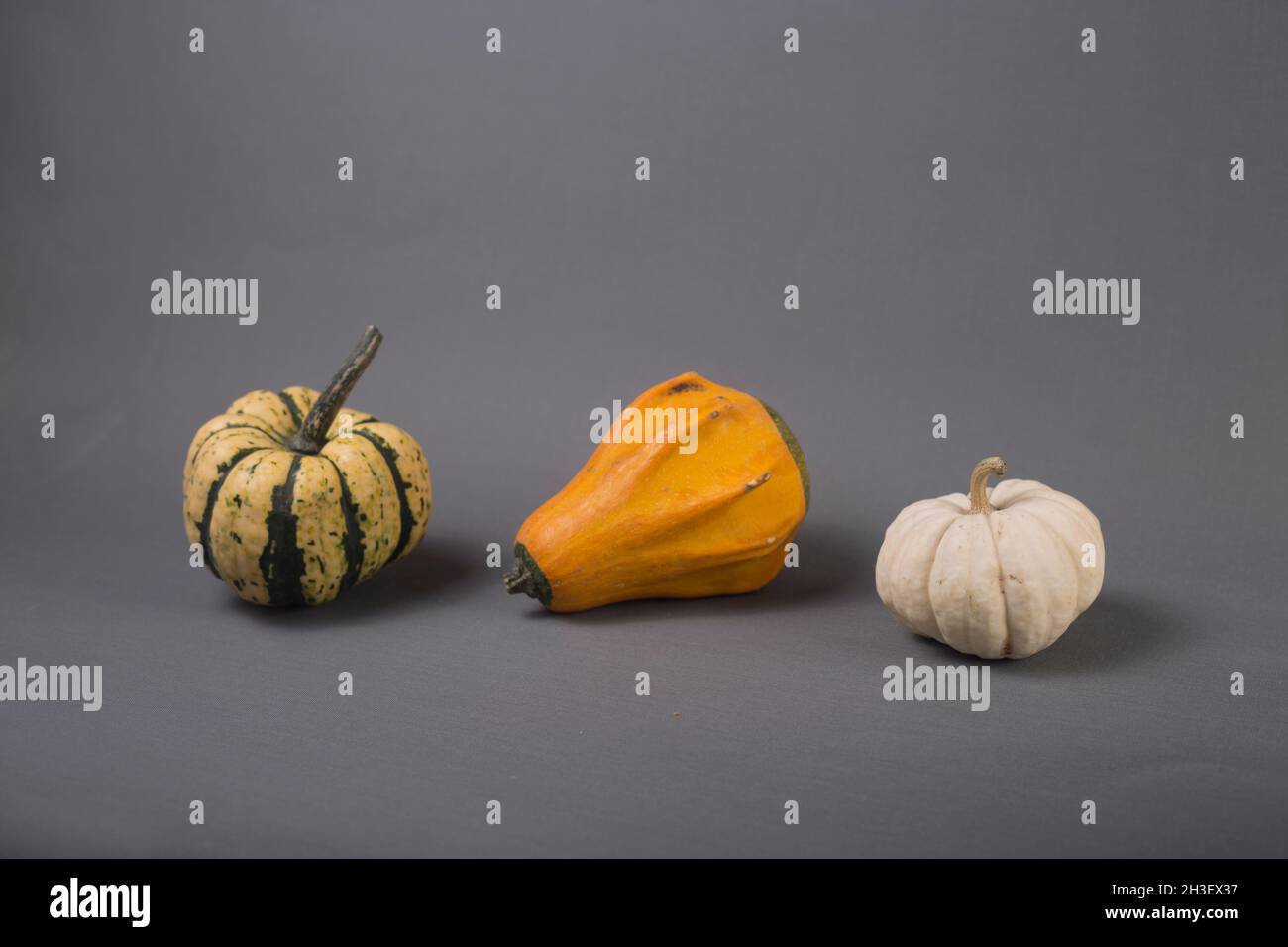 harvesting concept - three small pumpkins isolated on gray background ...