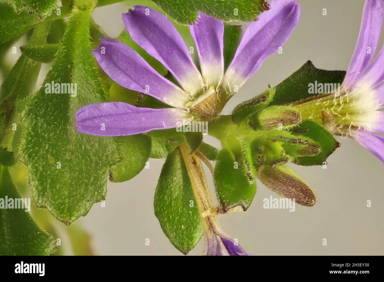 Macro view of Fairy Fan-flower (Scaevola aemula) Australian native shrub Stock Photo