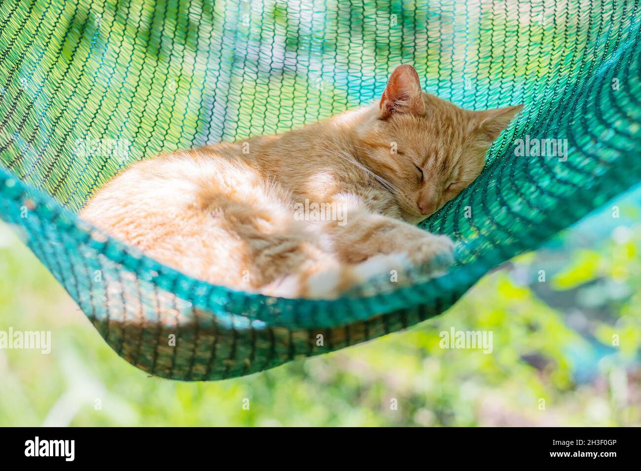 red cat lying and sleeping in a hammock in the garden on a sunny summer day Stock Photo
