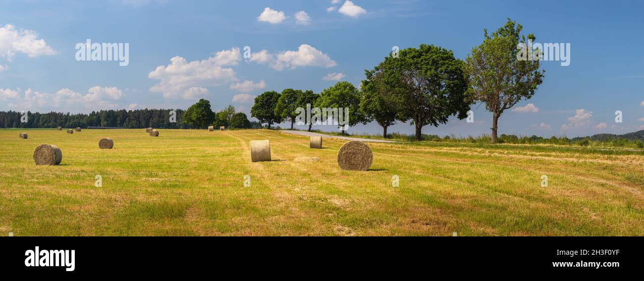 summer landscape with a field with straw bales, a tree avenue by the road and blue sky with white clouds, sunny day Stock Photo