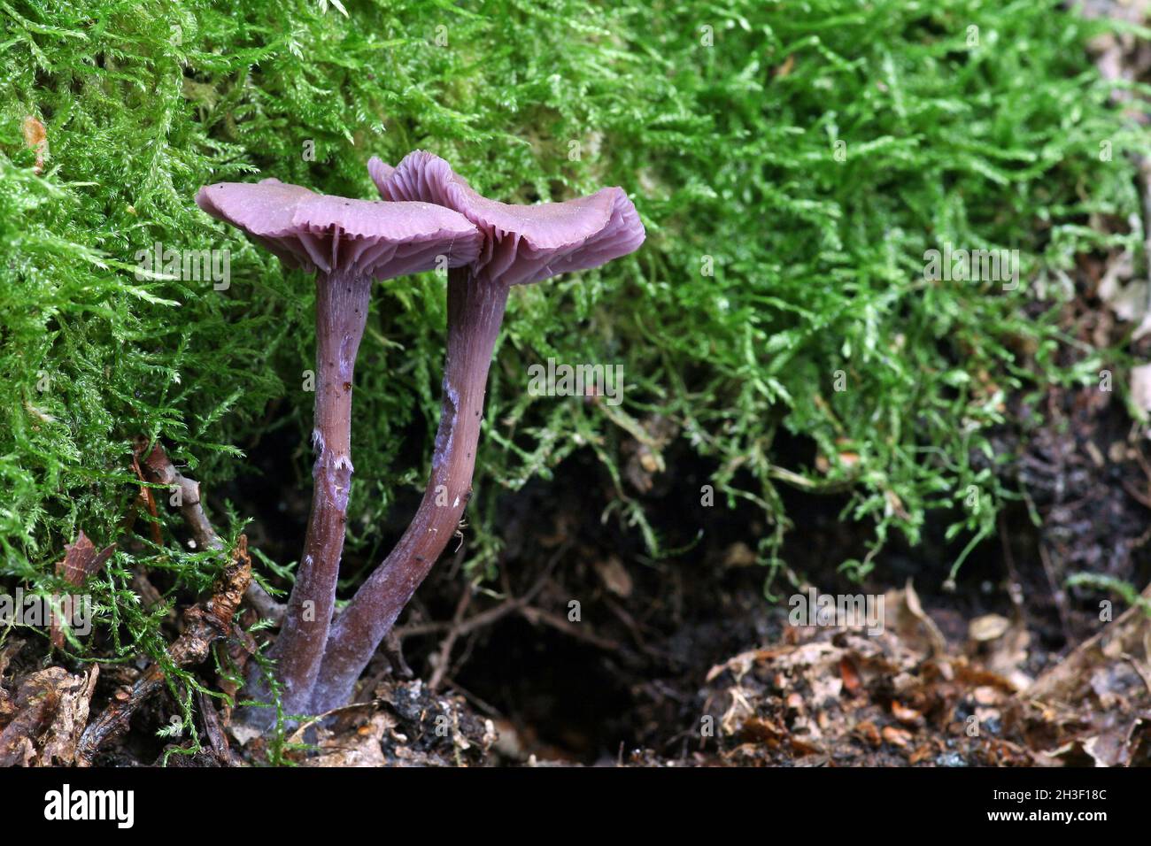 Violette Lacktrichterling - Laccaria amethystea Stock Photo