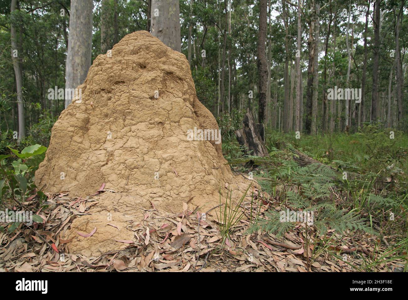 Termites Hill Stock Photo