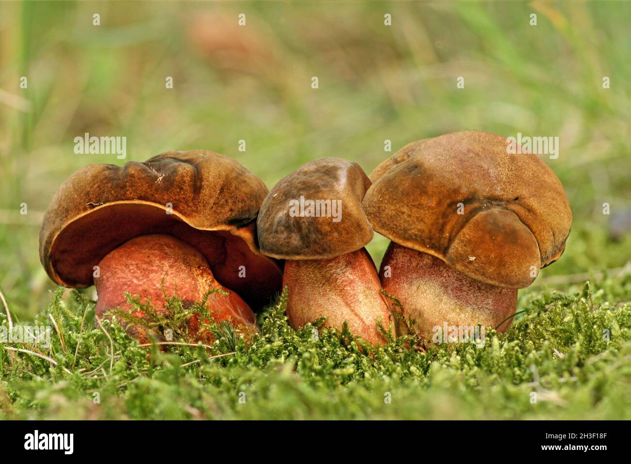 Flockenstielige HexenrÃ¶hrlinge-Boletus Erythropus Stock Photo