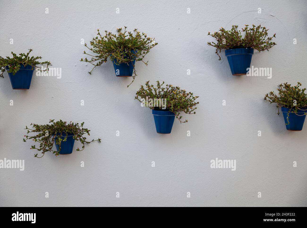 Blue flowerpots on white wall Stock Photo