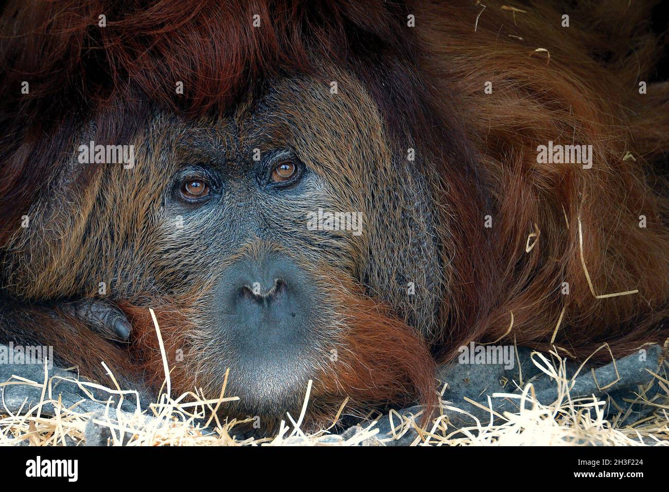 October 28, 2021, Usti nad Labem, Czech Republic: A 52-year-old male orangutan called Ferda at Usti nad Labem Zoo in the Czech Republic. Orang-utan Ferda born on 5 October 1969 at Frankfurt am Main in Germany. Orang-utan is hybrid Bornean and Sumatran Orang-utan. He lives alone and watching life around. The orangutans, solitary in the wild, live in small groups or pairs at the Zoo. Orangutans are managed by the Association of Zoos Species Survival Plan, which seeks to maintain a genetically diverse, and healthy populations of both Bornean and Sumatran species of orangutans. (Credit Image: © Stock Photo