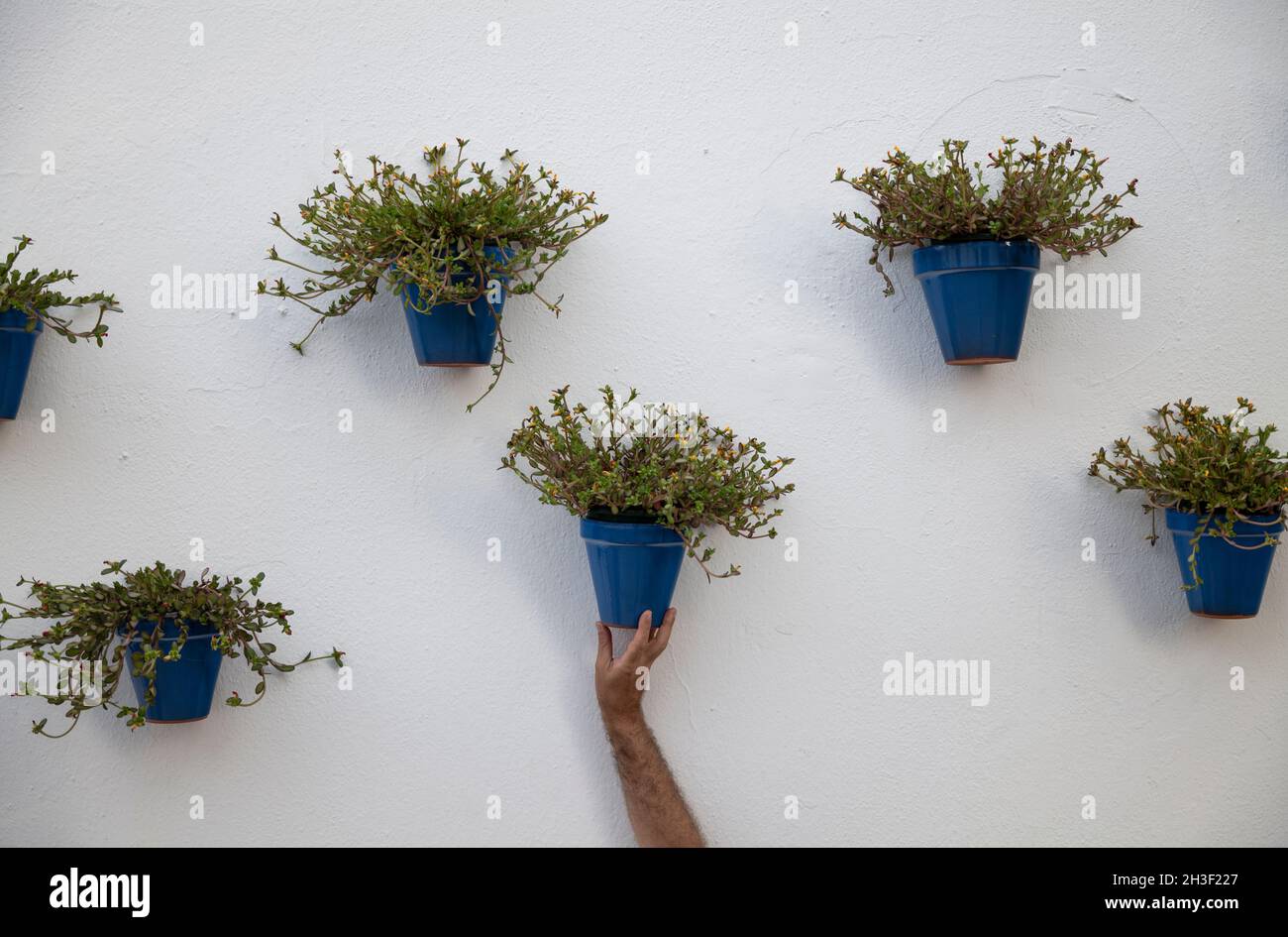 Hand holding blue flowerpots on white wall Stock Photo