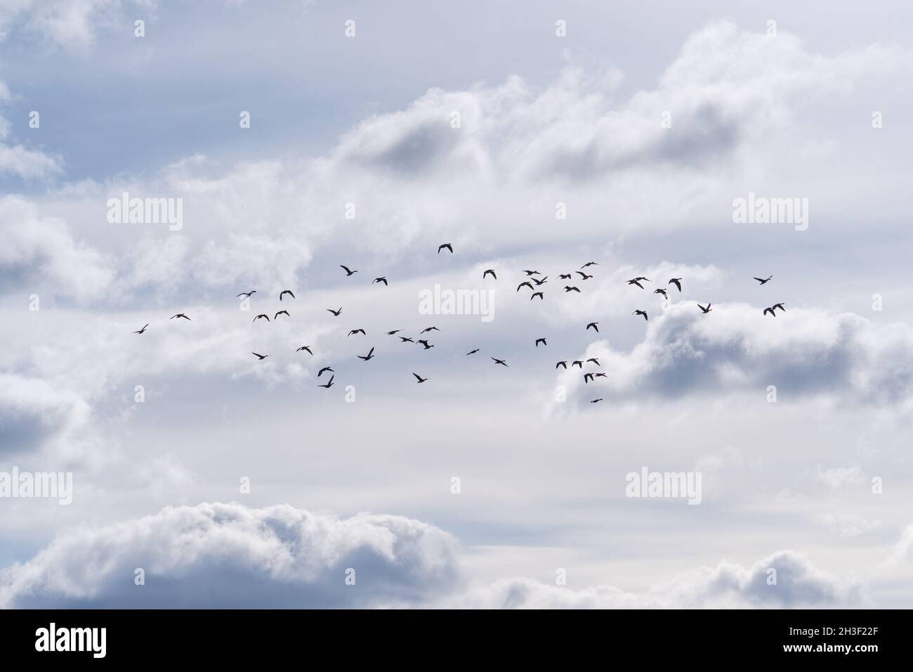 Beautiful view of a flock of birds flying in a cloudy sky with clouds ...