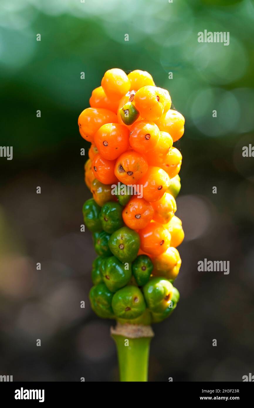 Close-up of the blossom of the arum. Toxic plants. Stock Photo