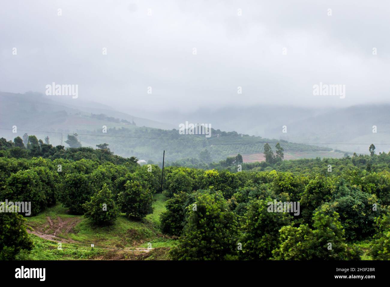 The Wolkberg Mountains, shrouded in a thick blanket of fog, with a fruit orchard in the foreground, just outside Tzaneen, South Africa Stock Photo