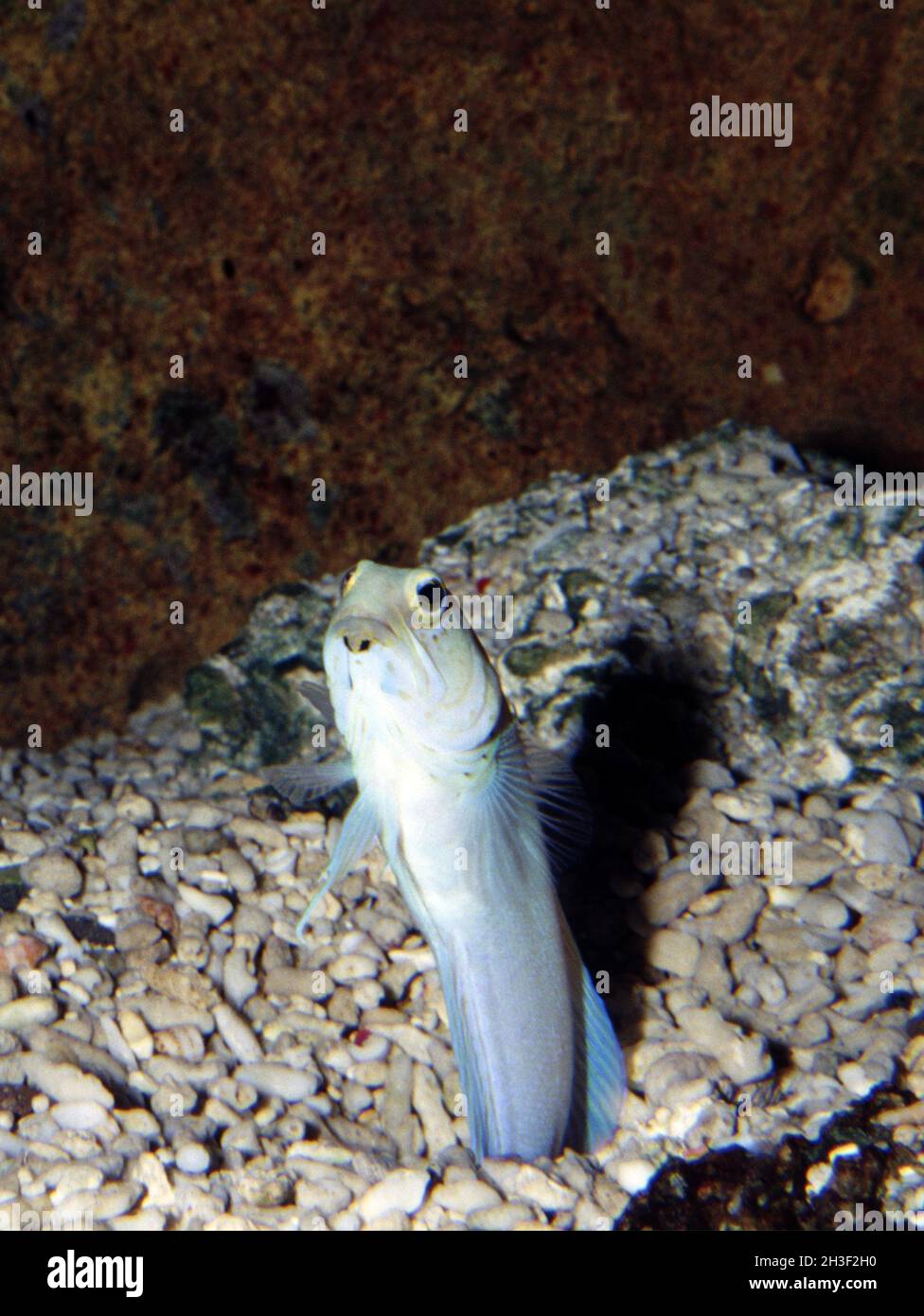 Yellow head jawfish, Opistognathus aurifrons Stock Photo