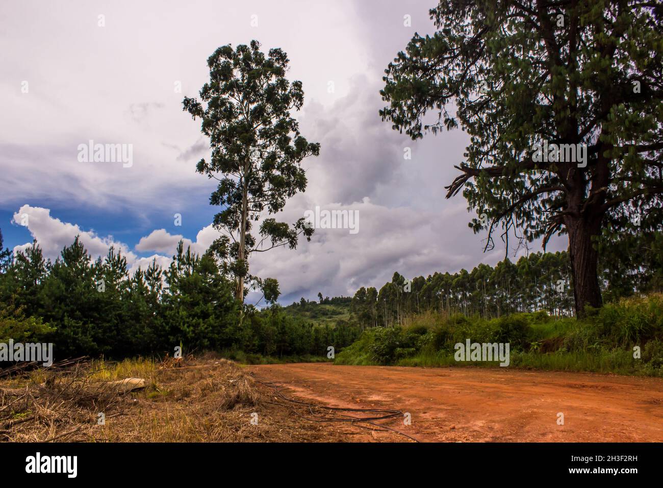 A lone Eucaluptus tree next to a rural dirt road in Magoebaskloof, South Africa, surrounded by small pine trees from plantation Stock Photo