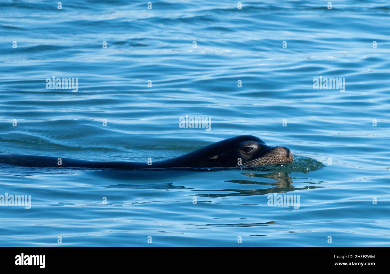 A sea lion swims in the Channel Islands Harbor in Oxnard, California USA Stock Photo