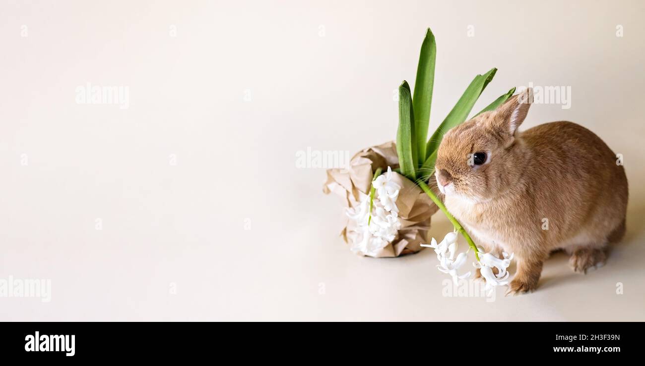 Little cute rabbit on beige background with cabbage Stock Photo - Alamy