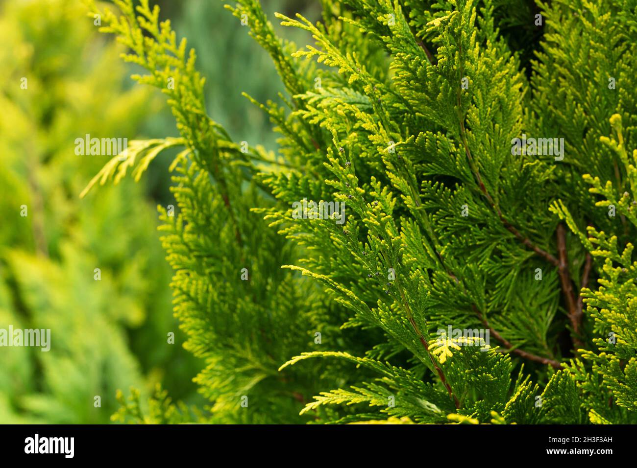 Evergreen green thuja hedge close-up. Thuja hedgerow texture and nature background Stock Photo