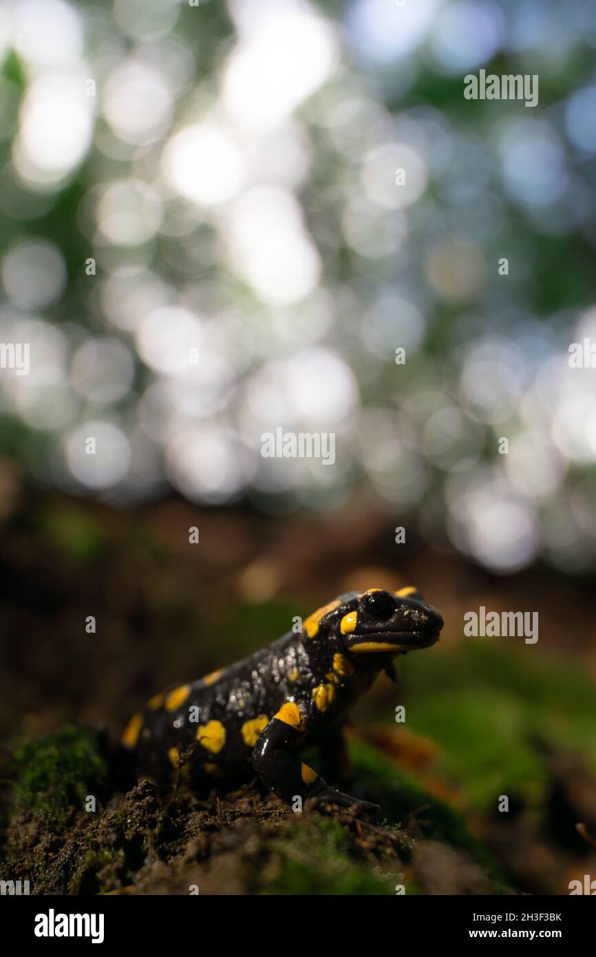 Vertical shot of a fire salamander outdoors in a forest Stock Photo
