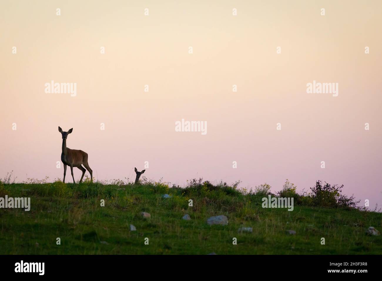 Two (2) female red deer (Cervus elaphus) at dusk Stock Photo
