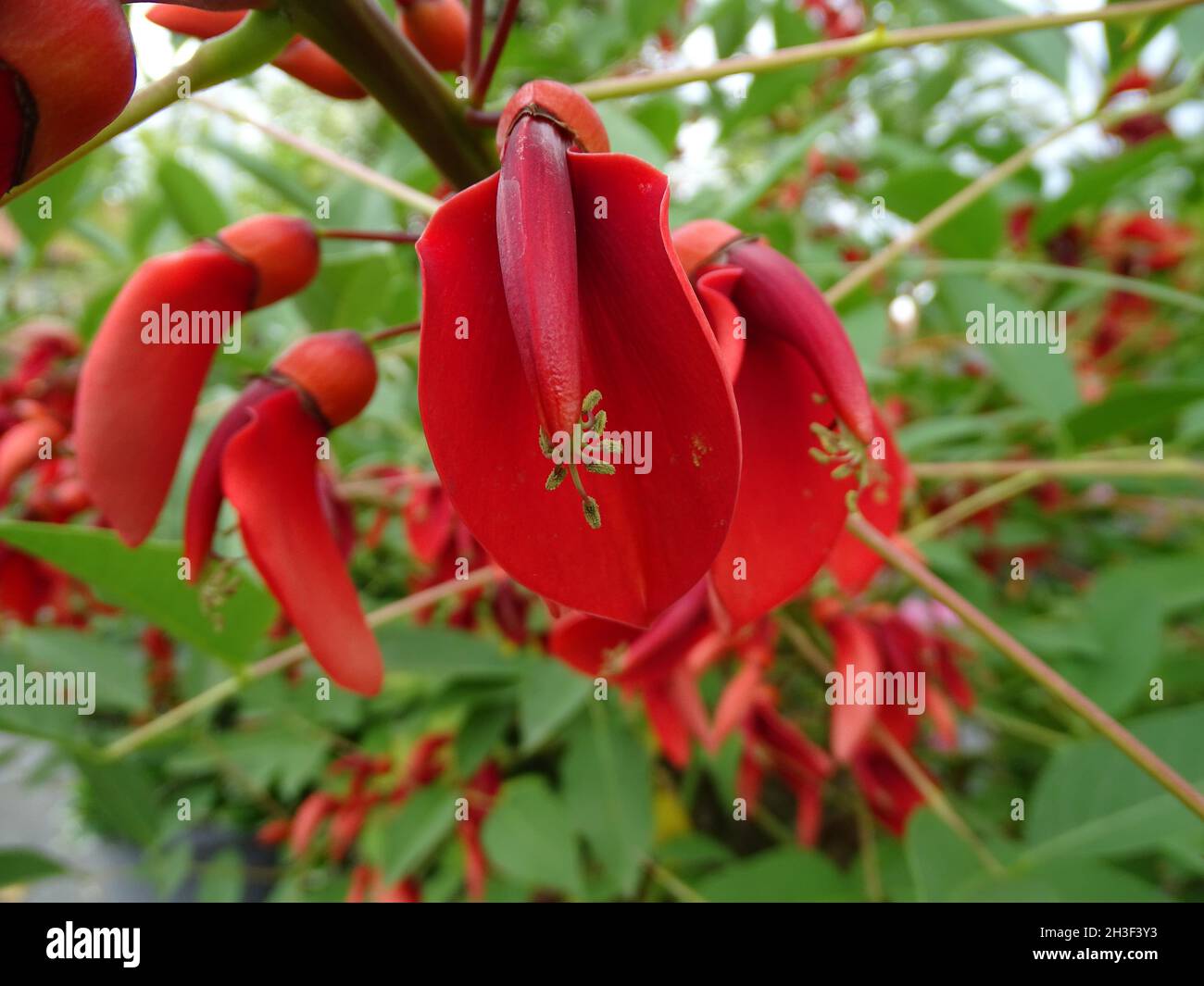 Closeup of Erythrina crista-galli, often known as the cockspur coral tree. Stock Photo