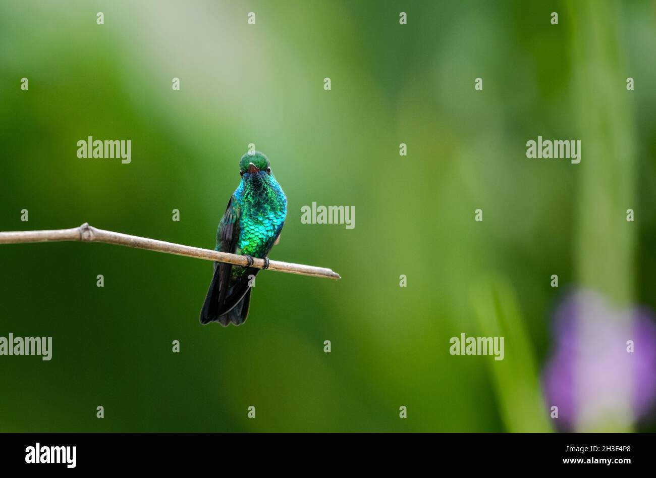The brilliant and glittering male Blue-chinned Sapphire hummingbird, Chlorestes notata, with light shining through blurred foliage. Stock Photo