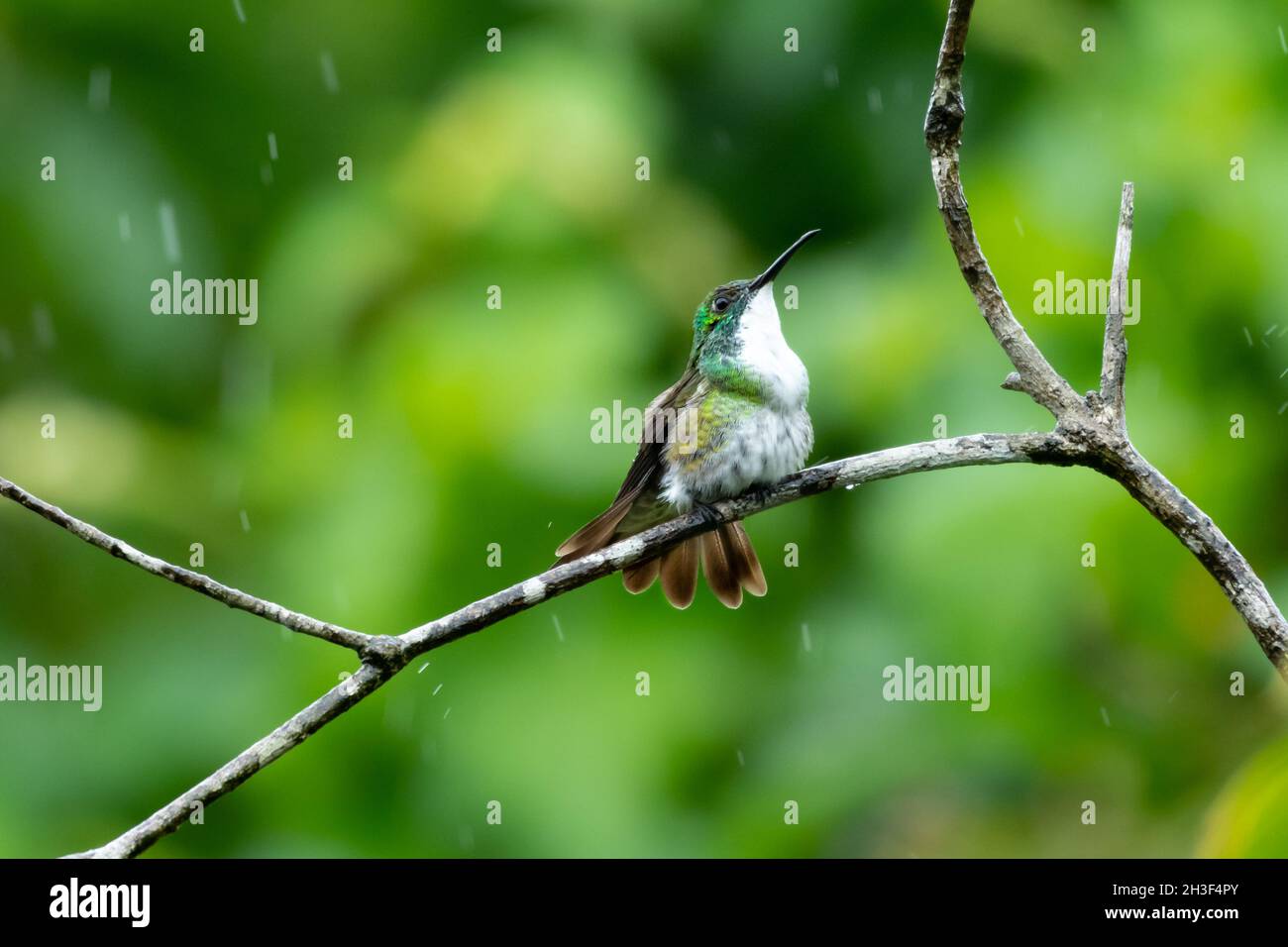 White-chested Emerald hummingbird, Amazilia brevirostris, bathing and preening in a tropical rainstorm with raindrops and a green background. Stock Photo